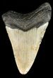 Bargain, Megalodon Tooth - North Carolina #47212-2